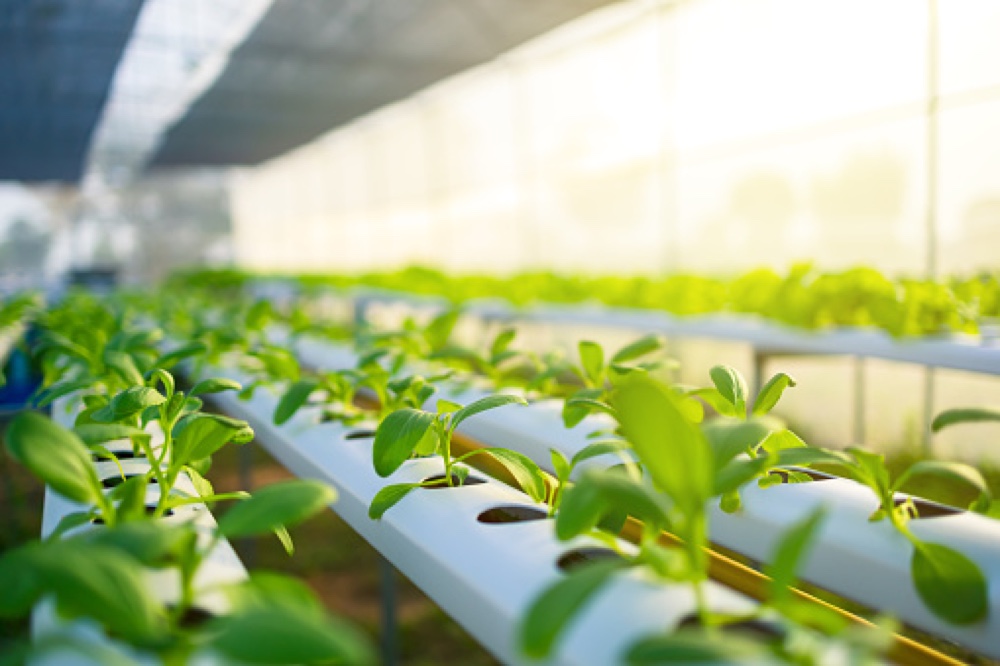 Young plants establishing in hydroponic channels